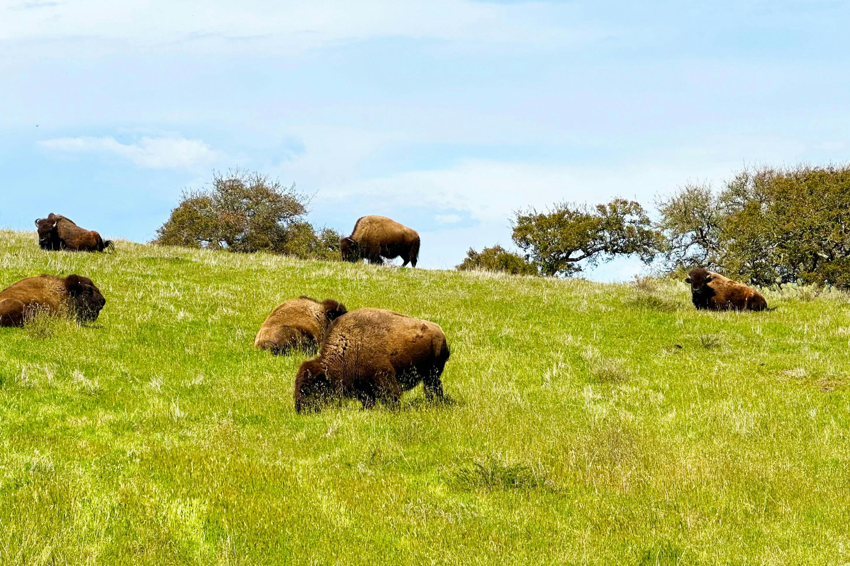 Santa Catalina Island: Guided Safari Tour - Photo 1 of 6